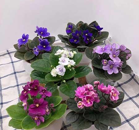 适合外面养的花