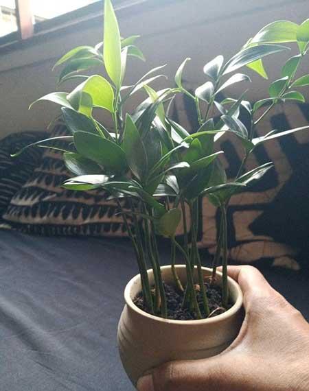 适合室内养的大盆绿植有哪些