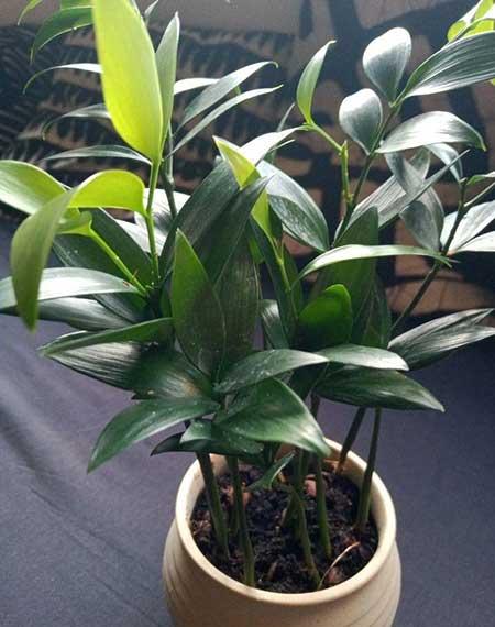 适合室内养的大盆绿植有哪些