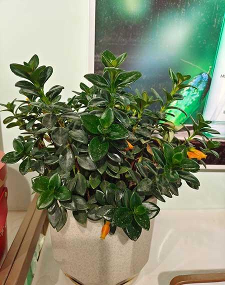 适合室内养的大盆绿植有哪些