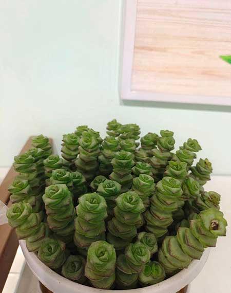 适合室内养的大盆绿植有哪些