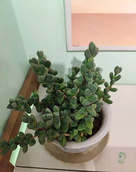 适合室内养的大盆绿植有哪些