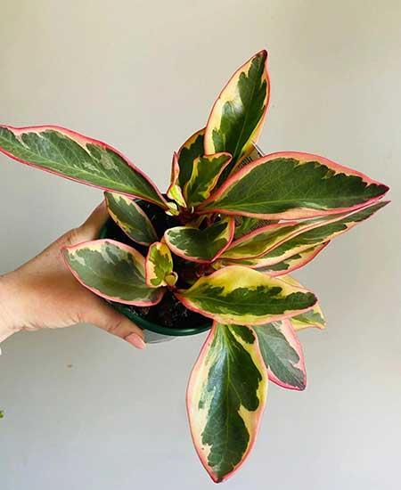 适合室内养的大盆绿植有哪些