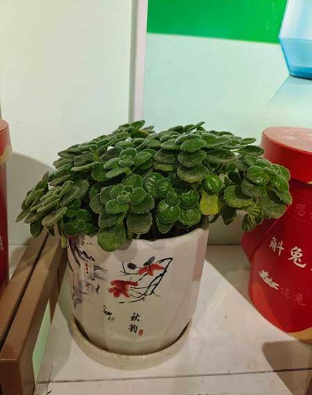 适合室内养的大盆绿植有哪些