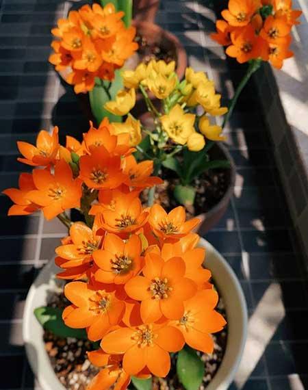 适合秋天养的花
