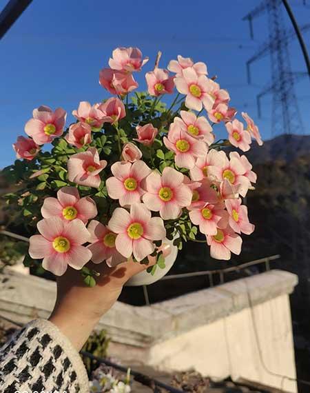 适合家养花卉