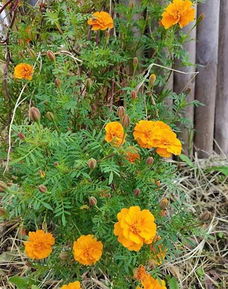 适合家养花卉