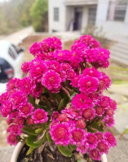 适合家养花卉