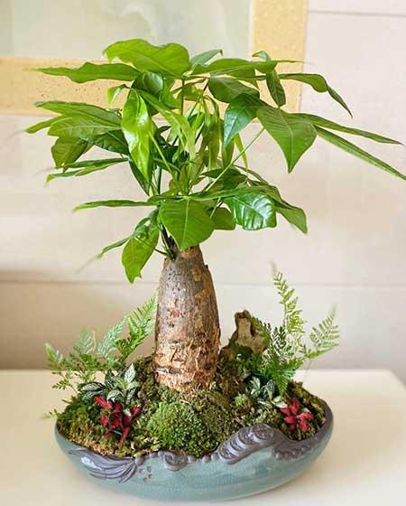 适合家里养的花图片