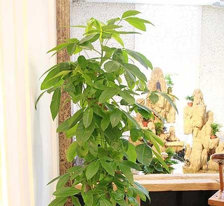 适合家里养的花图片