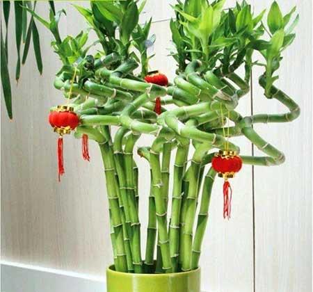 适合家里养的花图片
