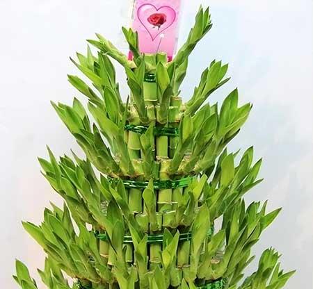 适合家里养的花图片