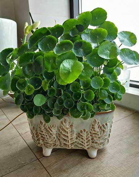 适合家里养的花图片