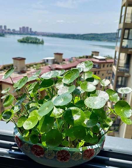 适合家里养的花图片