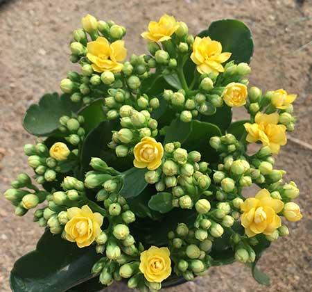 适合家里养的花图片