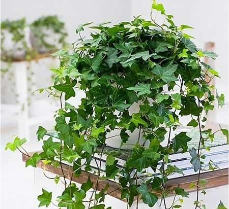 适合家里养的花图片
