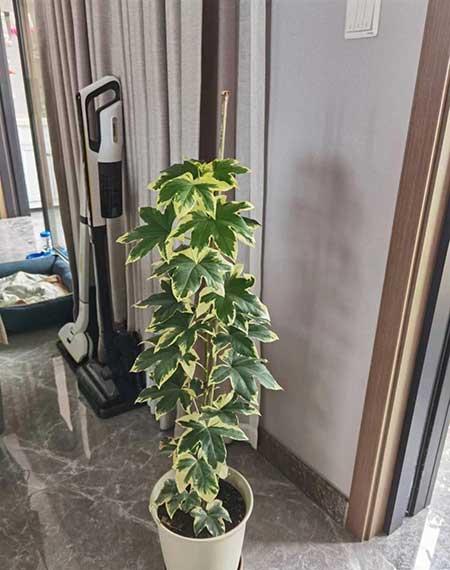 适合家里养的花图片