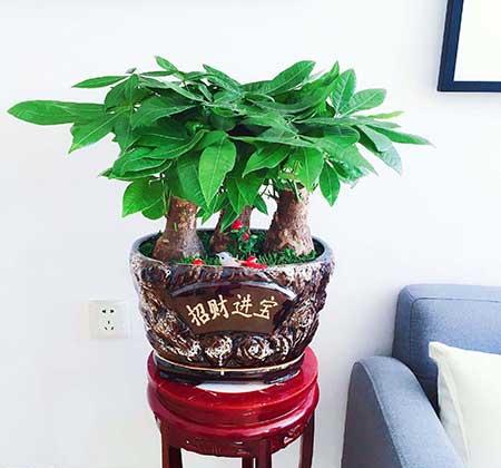 适合家里养的花图片