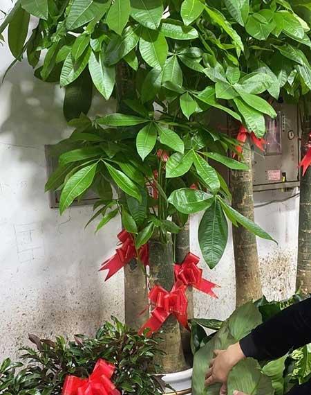 适合家里养的花图片