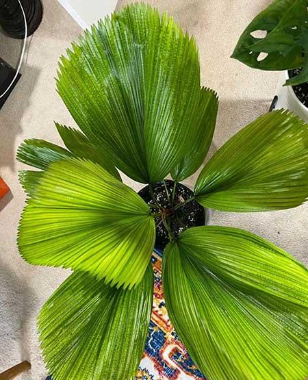 适合家里养的大型绿植