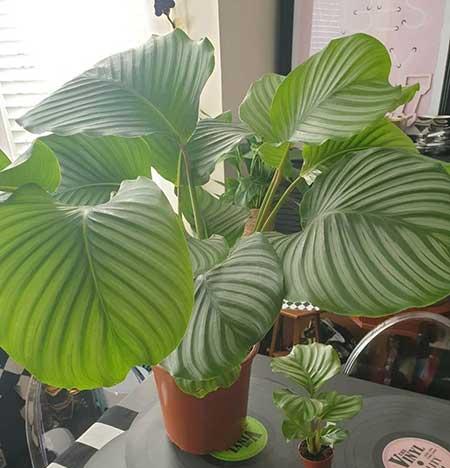 适合家里养的大型绿植