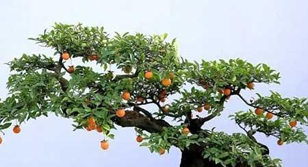 适合东北室内养的大型绿植