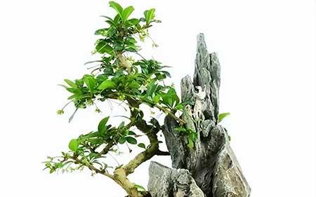 适合东北室内养的大型绿植