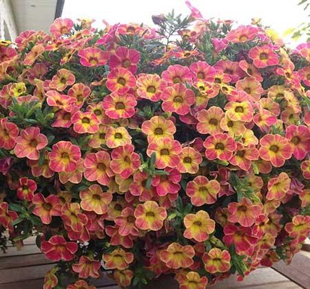适合吊篮里养的花