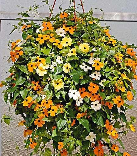适合吊篮里养的花
