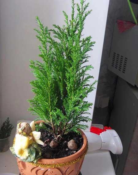 失眠养什么花