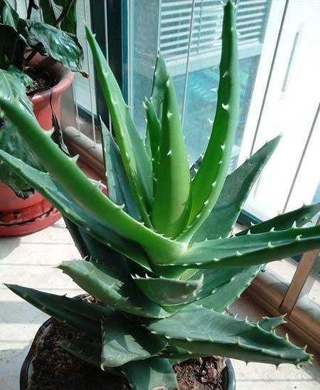 失眠养什么花