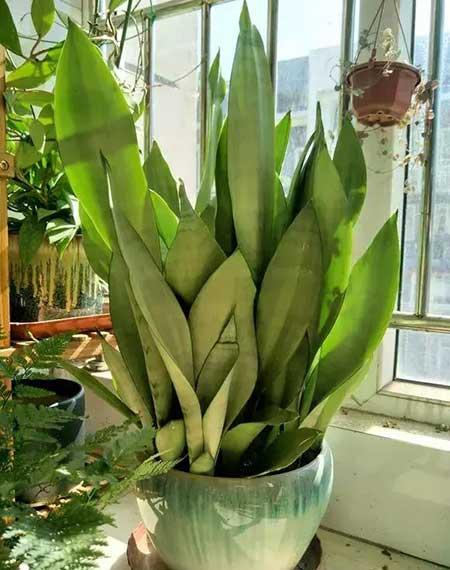 失眠养什么花