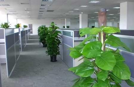 商场绿植租赁