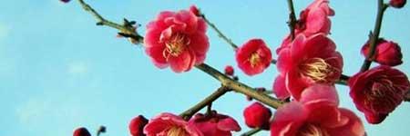 如何养绿植盆栽