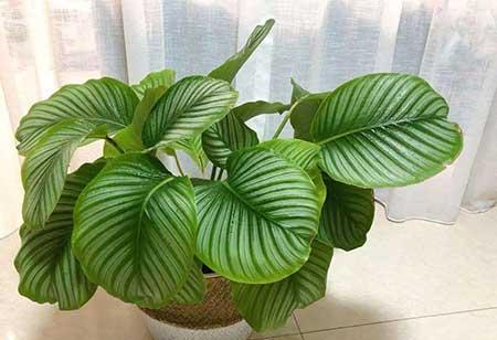 青苹果花怎么养护