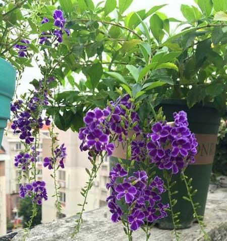 巧克力花怎么繁殖
