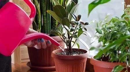 盆栽植物的养护管理技术