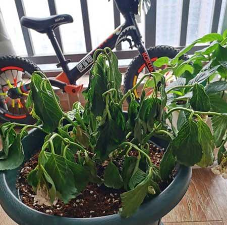 盆栽植物的养护管理技术