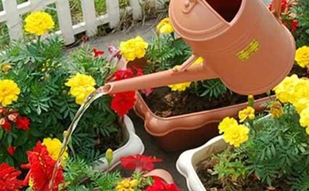 盆栽植物的养护管理技术