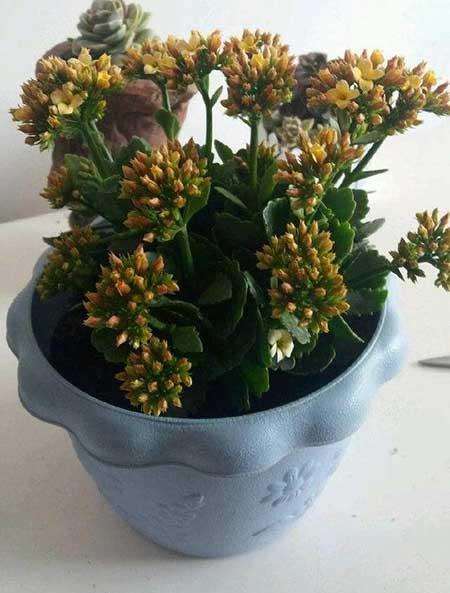 盆栽鲜花怎么养时间比较久