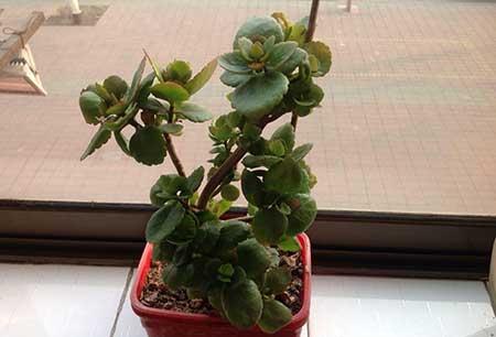 盆栽鲜花怎么养时间比较久
