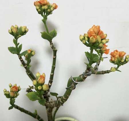 盆栽鲜花怎么养时间比较久