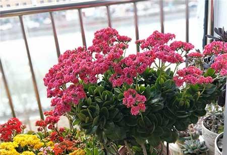 盆栽鲜花怎么养时间比较久