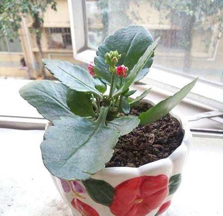 盆栽鲜花怎么养时间比较久