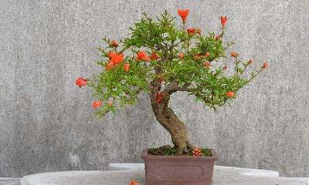 盆栽花石榴的养殖方法