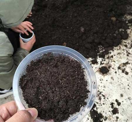 盆栽花石榴的养殖方法