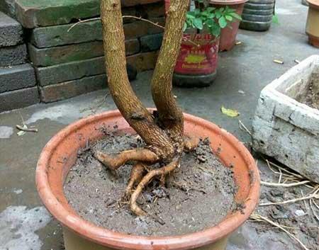 盆栽花石榴的养殖方法