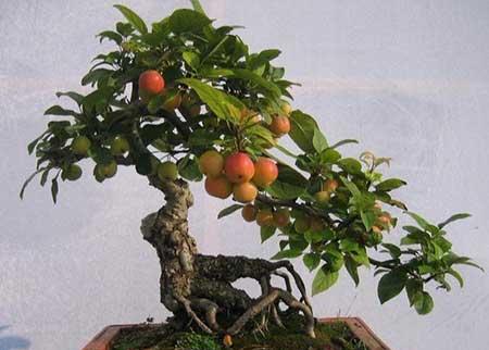 盆栽花石榴的养殖方法