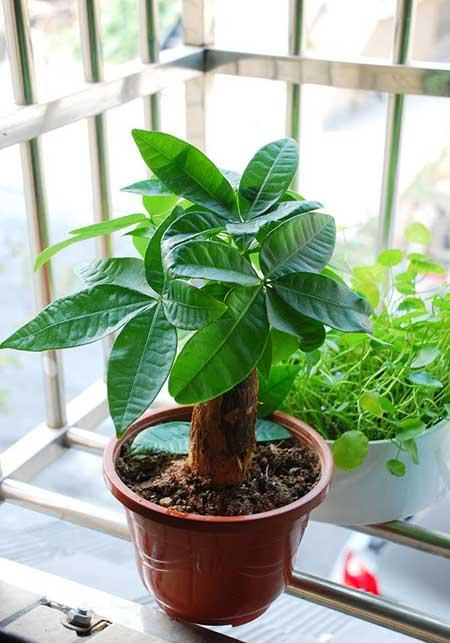 哪些绿植比较好养