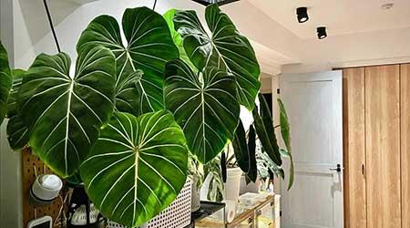 哪些绿植比较好养